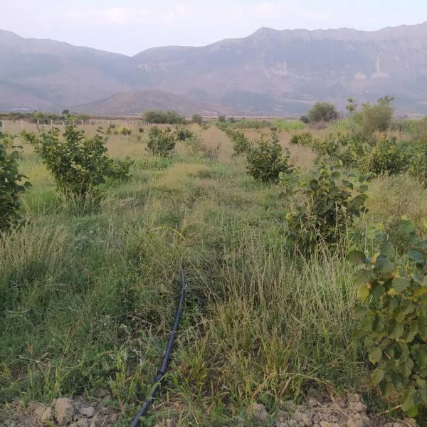 SHITET ARE GJIROKASTER