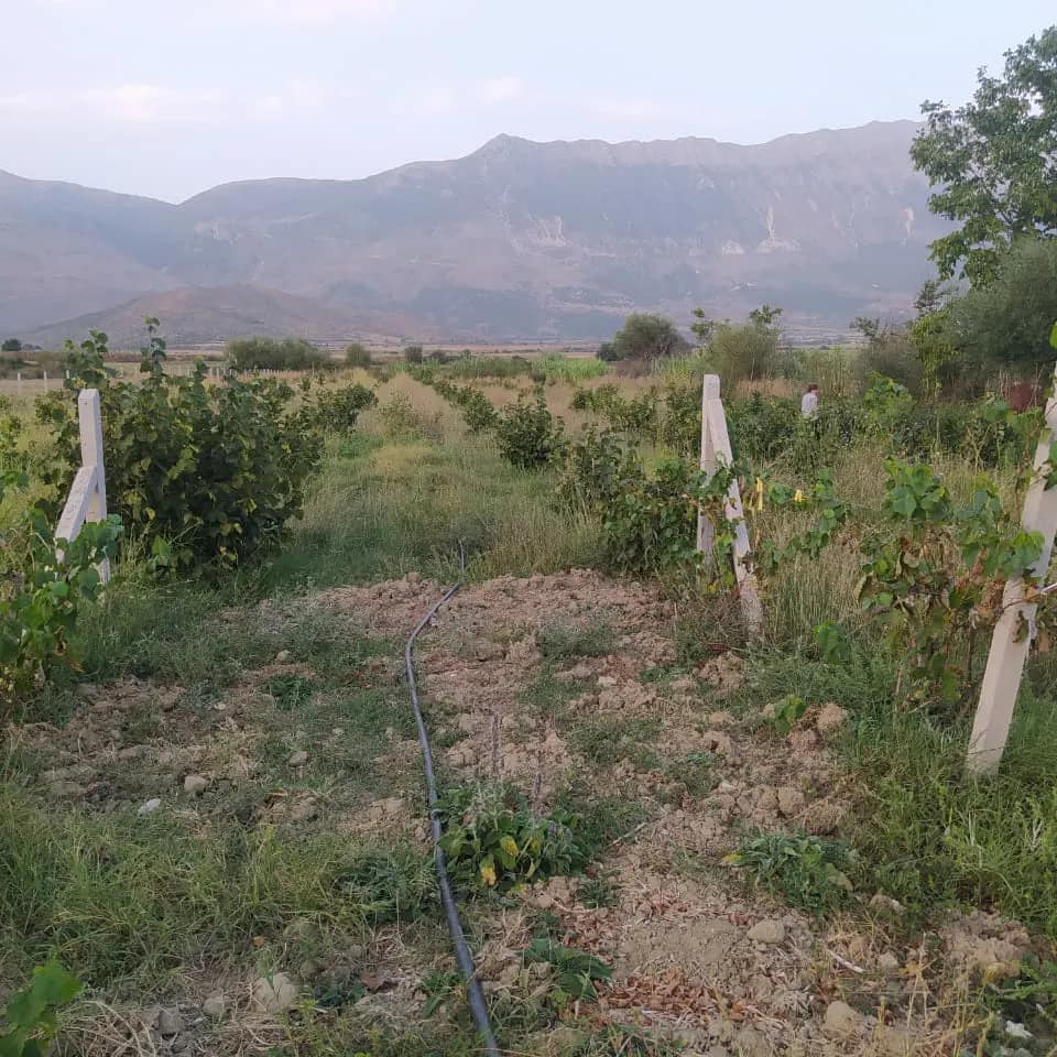 SHITET TRUALL MASHKULLORE GJIROKASTER