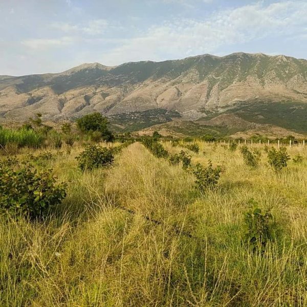 SHITET ARE GJIROKASTER