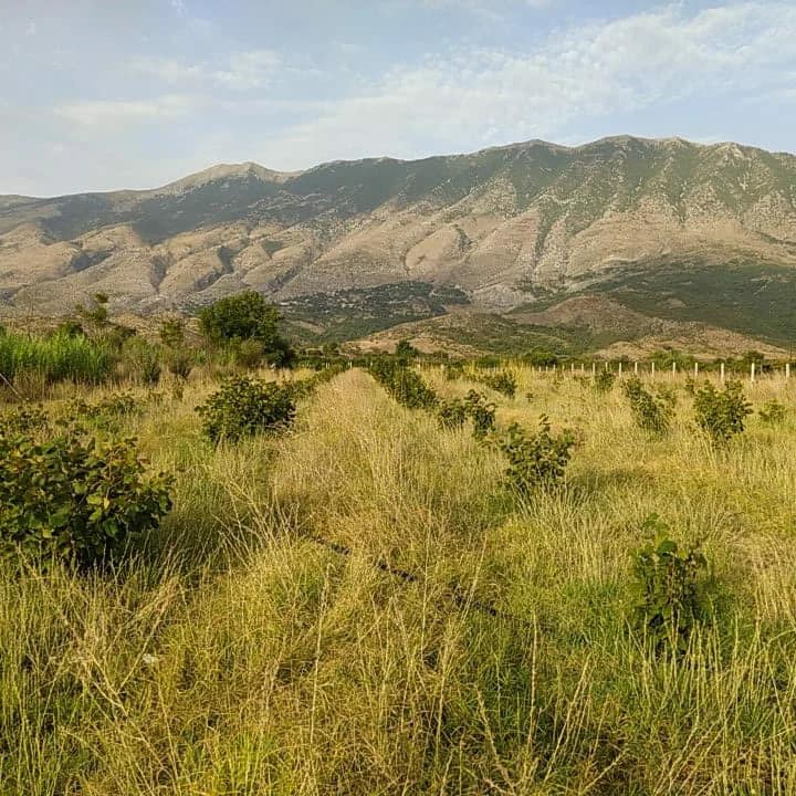 SHITET TRUALL MASHKULLORE GJIROKASTER