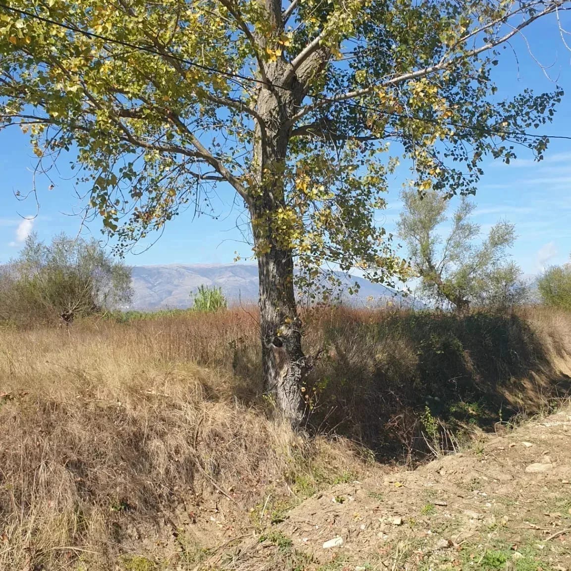 SHITET TOKE ARE VALARE GJIROKASTER