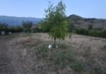SHITET FERMË E KOMPLETUAR – ASIM ZENELI, GJIROKASTËR, 18.000.000 lekë të reja