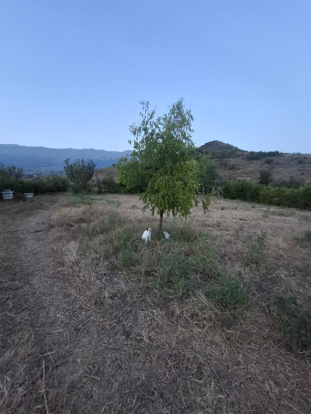 SHITET FERMË E KOMPLETUAR – ASIM ZENELI, GJIROKASTËR, 18.000.000 lekë të reja